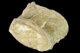 Fossil Xiphactinus (Cretaceous Fish) Vertebra - Kansas #142499-1